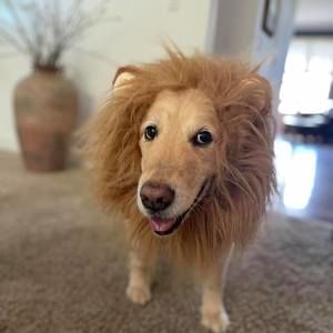 Meet your Posher, Julie